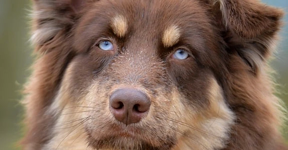 Mascotas en divorcios: qué cambia con la reforma